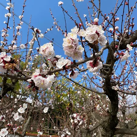 La Rosa Σαλέρνο